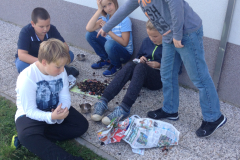 Šolski kostanjev piknik na Pragerskem